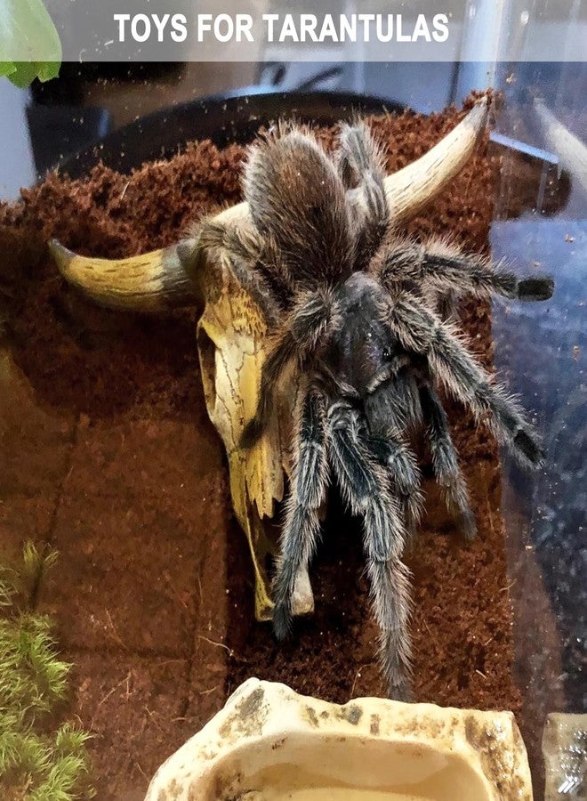 Anranmm Aquarium Decorations Cattle Skull Fish Tank Decor Bearded Dragon Tank Decor Ornaments Reptiles Hideouts Decorations Small Animal Cage Accessories Habitat Décor for Geckos Lizards Snakes - Image 5